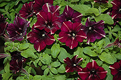 Sweetunia Raspberry Superstar Petunia (Petunia 'Sweetunia Raspberry Superstar') at Lakeshore Garden Centres