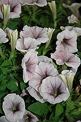 Sweetunia White Merlot Petunia (Petunia 'Sweetunia White Merlot') at Lakeshore Garden Centres