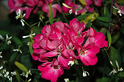 So Fierce! Fuchsia Geranium (Pelargonium 'So Fierce! Fuchsia') at Lakeshore Garden Centres