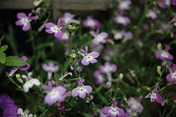 Hot Lilac White Eye Lobelia (Lobelia 'Hot Lilac White Eye') at Lakeshore Garden Centres