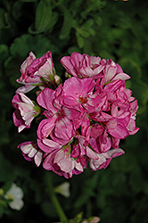 Survivor Indigo Sky Geranium (Pelargonium 'Survivor Indigo Sky') at Lakeshore Garden Centres