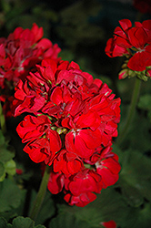 So Amazing! Neon Geranium (Pelargonium 'So Amazing! Neon') at Lakeshore Garden Centres