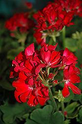 So Sultry! Dark Red Geranium (Pelargonium 'So Sultry! Dark Red') at Lakeshore Garden Centres