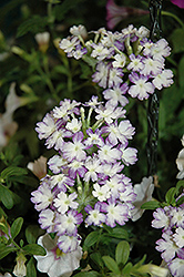 Empress Wicked Blue Verbena (Verbena 'Empress Wicked Blue') at Lakeshore Garden Centres
