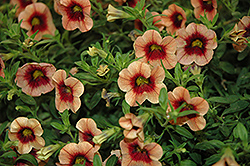 WonderCali Super Salmon Calibrachoa (Calibrachoa 'WonderCali Super Salmon') at Lakeshore Garden Centres