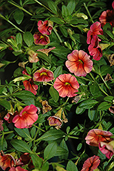 WonderCali Super Orange Calibrachoa (Calibrachoa 'WonderCali Super Orange') at Lakeshore Garden Centres
