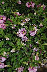 WonderCali Super Lavender Calibrachoa (Calibrachoa 'WonderCali Super Lavender') at Lakeshore Garden Centres