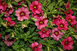 WonderCali Super Cherry Calibrachoa (Calibrachoa 'WonderCali Super Cherry') at Lakeshore Garden Centres
