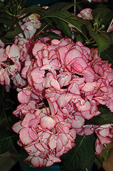 Sweet 'N Salsa Hydrangea (Hydrangea macrophylla 'Sweet 'N Salsa') at Lakeshore Garden Centres