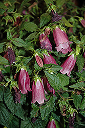 Ringsabell Mulberry Rose Bellflower (Campanula 'Ringsabell Mulberry Rose') at Lakeshore Garden Centres