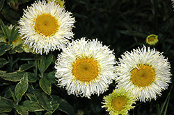 Realflor Real Galaxy Shasta Daisy (Leucanthemum x superbum 'Real Galaxy') at Lakeshore Garden Centres