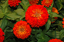 Dreamland Scarlet Zinnia (Zinnia 'Dreamland Scarlet') at Lakeshore Garden Centres
