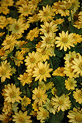 Casino Light Yellow Melampodium (Melampodium paludosum 'Casino Light Yellow') at Lakeshore Garden Centres