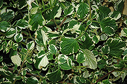 White Surf Plectranthus (Plectranthus 'White Surf') at Lakeshore Garden Centres