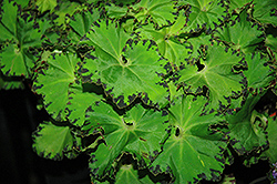 Jive Begonia (Begonia 'Jive') at Lakeshore Garden Centres