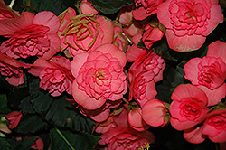 Solenia Pink Begonia (Begonia x hiemalis 'Solenia Pink') at Lakeshore Garden Centres