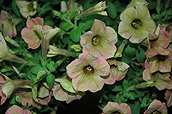 Good And Plenty Peach Petunia (Petunia 'Good And Plenty Peach') at Lakeshore Garden Centres
