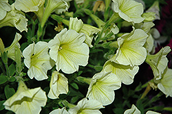 Good And Plenty Yellow Petunia (Petunia 'Good And Plenty Yellow') at Lakeshore Garden Centres