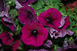 Good And Plenty Purple Petunia (Petunia 'Good And Plenty Purple') at Lakeshore Garden Centres