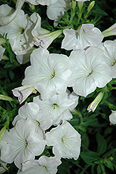 Good And Plenty White Petunia (Petunia 'Good And Plenty White') at Lakeshore Garden Centres