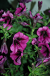 Good And Plenty Grape Ice Petunia (Petunia 'Good And Plenty Grape Ice') at Lakeshore Garden Centres