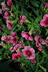 Cruze Pink Rose Eye Calibrachoa (Calibrachoa 'Cruze Pink Rose Eye') at Lakeshore Garden Centres