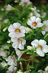 Cruze White Pink Eye Calibrachoa (Calibrachoa 'Cruze White Pink Eye') at Lakeshore Garden Centres
