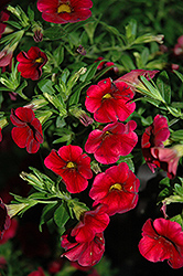 Cruze Red Calibrachoa (Calibrachoa 'Cruze Red') at Lakeshore Garden Centres
