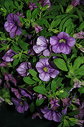 Cruze Lavender Calibrachoa (Calibrachoa 'Cruze Lavender') at Lakeshore Garden Centres