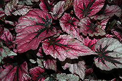 Shadow King Pink Begonia (Begonia 'Shadow King Pink') at Lakeshore Garden Centres