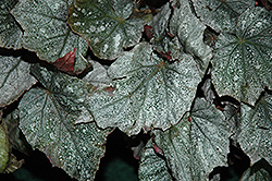 Shadow King Cool White Begonia (Begonia 'Shadow King Cool White') at Lakeshore Garden Centres