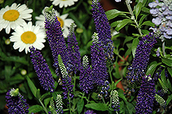 Vernique Dark Blue Speedwell (Veronica longifolia 'Vernique Dark Blue') at Lakeshore Garden Centres