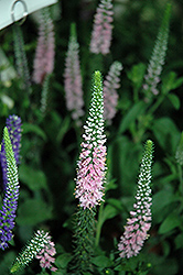 Vernique Pink Speedwell (Veronica longifolia 'Vernique Pink') at Lakeshore Garden Centres