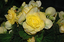 New Star Yellow Begonia (Begonia 'New Star Yellow') at Lakeshore Garden Centres