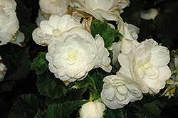 New Star White Begonia (Begonia 'New Star White') at Lakeshore Garden Centres