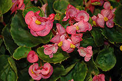 Sprint Deep Pink Begonia (Begonia 'Sprint Deep Pink') at Lakeshore Garden Centres