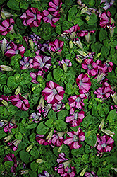 Mini Rose Blast Petunia (Petunia 'Mini Rose Blast') at Lakeshore Garden Centres