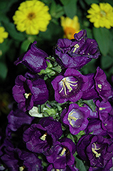 Appeal Deep Blue Canterbury Bells (Campanula medium 'Appeal Deep Blue') at Lakeshore Garden Centres