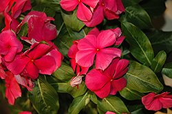 Vitesse Rose Vinca (Catharanthus roseus 'Vitesse Rose') at Lakeshore Garden Centres