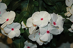 Vitesse Peppermint Vinca (Catharanthus roseus 'Vitesse Peppermint') at Lakeshore Garden Centres