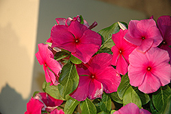 Vitesse Purple Vinca (Catharanthus roseus 'Vitesse Purple') at Lakeshore Garden Centres