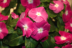 Vitesse Lavender Morn Vinca (Catharanthus roseus 'Vitesse Lavender Morn') at Lakeshore Garden Centres