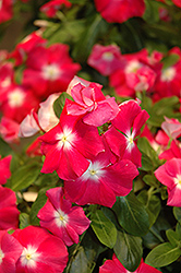 Vitesse Rose Morn Vinca (Catharanthus roseus 'Vitesse Rose Morn') at Lakeshore Garden Centres