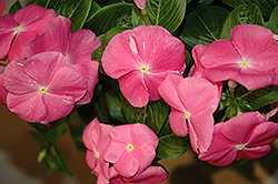 Vitesse Pink Vinca (Catharanthus roseus 'Vitesse Pink') at Lakeshore Garden Centres