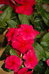 Vitesse Red Vinca (Catharanthus roseus 'Vitesse Red') at Lakeshore Garden Centres