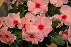 Vitesse Apricot Vinca (Catharanthus roseus 'Vitesse Apricot') at Lakeshore Garden Centres