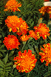Cresta Flame Marigold (Tagetes patula 'Cresta Flame') at Lakeshore Garden Centres