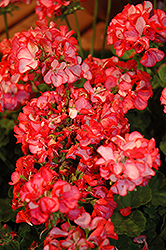 Maverick Scarlet Picotee Geranium (Pelargonium 'Maverick Scarlet Picotee') at Lakeshore Garden Centres