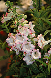 Arabesque Pink Beard Tongue (Penstemon hartwegii 'Arabesque Pink') at Lakeshore Garden Centres