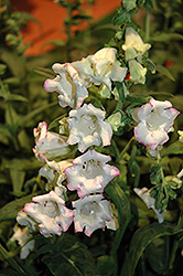Arabesque Appleblossom Beard Tongue (Penstemon hartwegii 'Arabesque Appleblossom') at Lakeshore Garden Centres